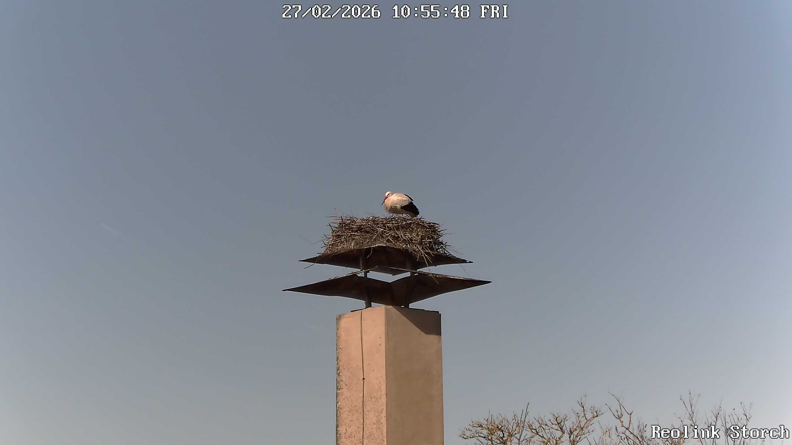 Storchencam Bild